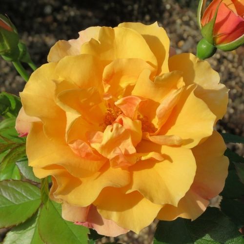 E-commerce, vendita, rose, in, vaso rose floribunde - arancione - Rosa Tequila® II - rosa non profumata - Alain Meilland - ,-